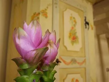 Bed & Breakfast Casa Fiore 3*